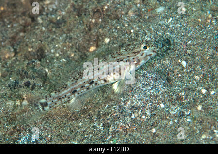 Goldmann, der Sandgoby Istigobius goldmanni, auf Sand, Kareko Batu Tauchplatz, der Lembeh Straße, Sulawesi, Indonesien Stockfoto