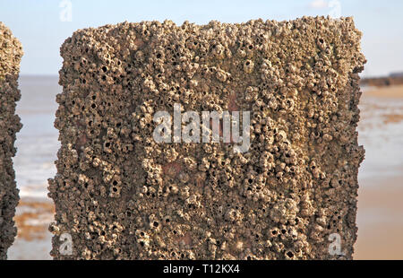 Acorn Barnacles, Balanus balanoides, auf hölzernen Wellenbrecher und aufgedeckt, bei Ebbe in Bacton-on-Sea, Norfolk, England, Vereinigtes Königreich, Europa. Stockfoto