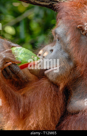 Orang-Utan Mutter teilt Wassermelone mit ihrem Baby, Singapur Zoo Stockfoto