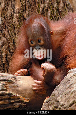 Porträt eines Orang-Utan-Babys beim Spielen, Singapur Zoo Stockfoto