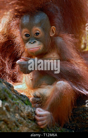 Porträt eines Orang-Utan-Babys beim Spielen, Singapur Zoo Stockfoto