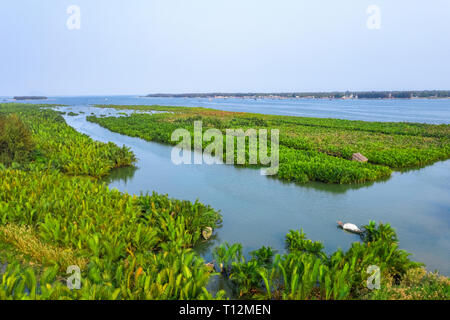 Luftaufnahme, Touristen aus China, Korea, Amerika, Russland einen Korb Bootstour auf der Kokosnuss Wasser (Mangrove Palm) Wald Hoi An, Quang Nam, Vietnam Stockfoto