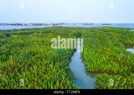 Luftaufnahme, Touristen aus China, Korea, Amerika, Russland einen Korb Bootstour auf der Kokosnuss Wasser (Mangrove Palm) Wald Hoi An, Quang Nam, Vietnam Stockfoto