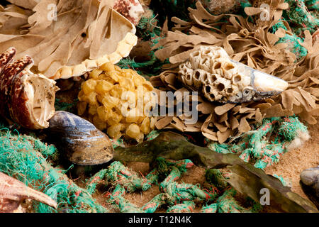 Strandgut am Strand Stockfoto