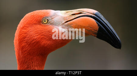 Nahaufnahme eines amerikanischen Flamingo, Phoenicopterus ruber Stockfoto