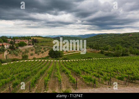 Ein Weingut in der Toskana, Italien. Stockfoto