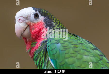 Nahaufnahme eines kubanischen Amazon (Amazona leucocephala) Stockfoto