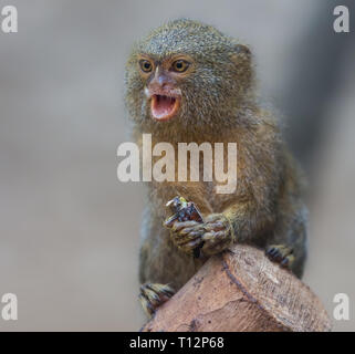 Nahaufnahme eines Pygmy Krallenaffen (Cebuella pygmaea) Stockfoto