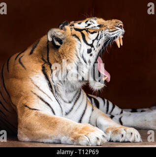 Nahaufnahme von einem brüllenden Bengal Tiger (Panthera tigris tigris) Stockfoto