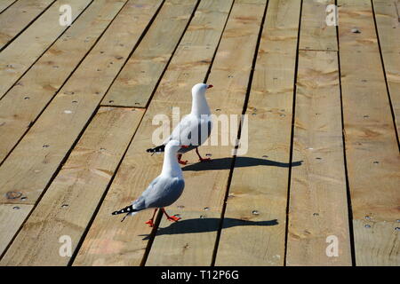 Zwei Makrelen Möwen entlang auf einem Holzdeck Stockfoto