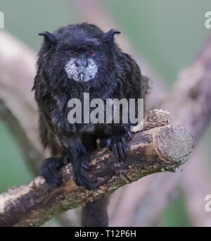 Frontale Nahaufnahme eines Schwarz-mantled Tamarin (Saguinus nigricollis) Stockfoto