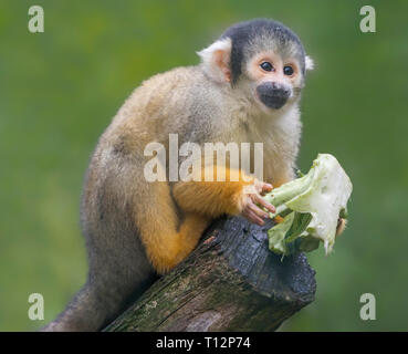 Nahaufnahme eines Black-capped Totenkopfäffchen (Saimiri Boliviensis) Stockfoto