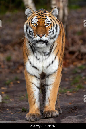 Nahaufnahme eines ständigen Sibirische Tiger (Panthera tigris altaica) Stockfoto