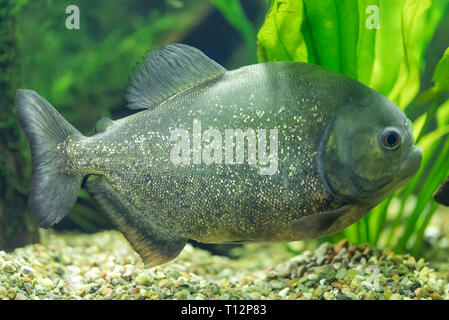 Nahaufnahme der Ein roter Piranha (Pygocentrus nattereri) Stockfoto