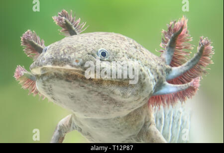 Nahaufnahme eines Axolotl (Ambystoma mexicanum) Stockfoto