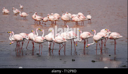 Gruppe von James Flamingos (Phoenicoparrus jamesi) an der Laguna Colorada (Bolivien) Stockfoto