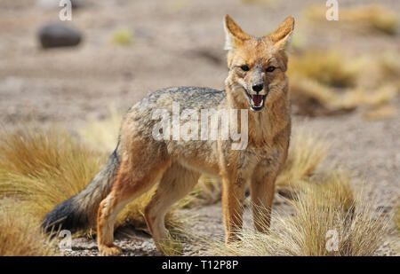 Andean fox (Lycalopex culpaeus) in Siloli Wüste (Bolivien) Stockfoto