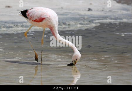 Anden Flamingo (Phoenicoparrus andinus) an der Laguna Hedionda (Bolivien) Stockfoto