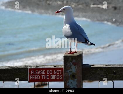 Red-billed Gull (Larus novaehollandiae) Neben thront 'bitte nicht Füttern der Vögel" Schild, Neuseeland Stockfoto