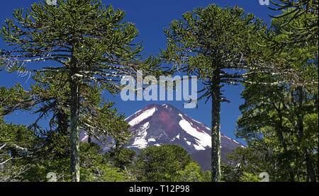 Araucaria Bäume vor Vulkan Llaima - Nationalpark Conguillio, Chile Stockfoto