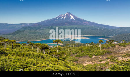 Vulkan Llaima im Nationalpark Conguillio (Chile) Stockfoto