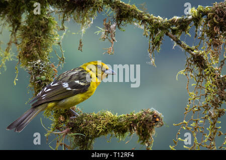 Thront auf einem Moos bedeckt Zweig einer weiblichen Flamme - farbige Tanager Glasuren auf der rechten Seite Stockfoto