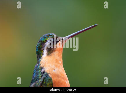 Mit der Pole wie Schnabel angehoben eine weibliche White-throated Berg-gem Hummingbird zeigt Ihre peachy gefärbte Kehle Federn Stockfoto