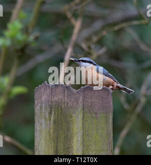 Kleiber; Sitta; Europea Stockfoto