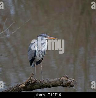 Grau, Heron, Ardea, cineria Stockfoto