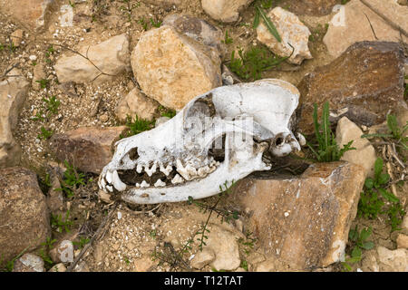 Eine komplette gebleicht canine Schädel Profil auf einer einsamen Wanderung im Winter in der Nähe von Arad in der Wüste Negev Israel gefunden Stockfoto