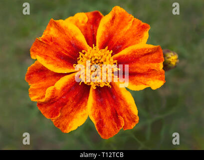 Makro einer gelb und orange Zwerg french Marigold flower auf dem Hintergrund einer verschwommenen Blätter mit sanfter Beleuchtung Stockfoto