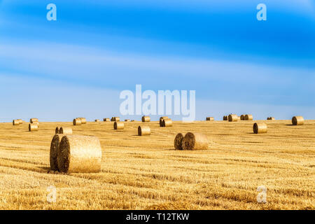 Vereinigtes Königreich, Schottland, East Lothian, Feld und Heuballen im Abendlicht Stockfoto