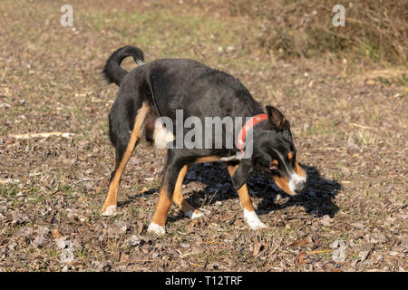 Appenzeller Sennenhund schüttelt den Kopf Stockfoto