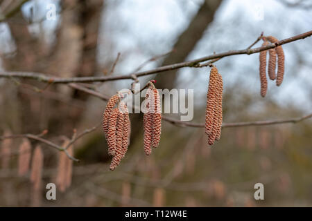 Männliche Kätzchen auf einer gemeinsamen Hasel Corylus avellana Baum Latein von der Birke oder der Familie der Betulaceae Frucht ist die Haselnuss im Winter in den Sümpfen oder p Stockfoto