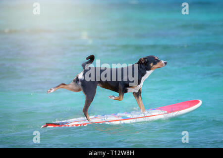 Hund Surfen auf einem Surfbrett an der Ocean Shore, Appenzeller Sennenhund Stockfoto