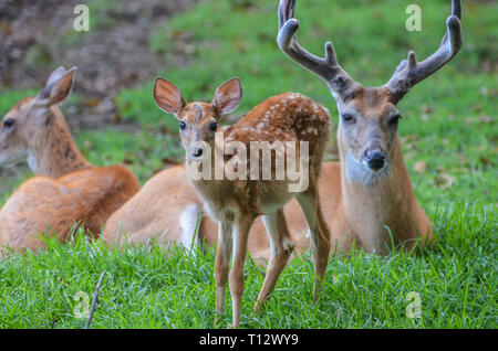 Familie von Whitetail deer Verlegung in ein Feld mit einem Big Buck und ein kleines Rehkitz mit Flecken. Stockfoto
