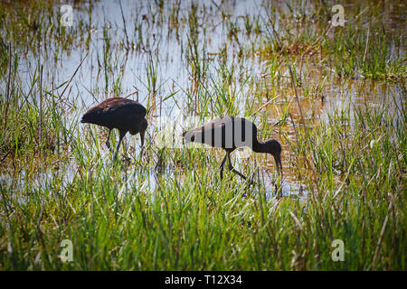 Zwei glänzend Ibis auf dem Feuchtgebiet in Spanisch ein Nationalpark in Katalonien (Aiguamolls de l Emporda) Stockfoto