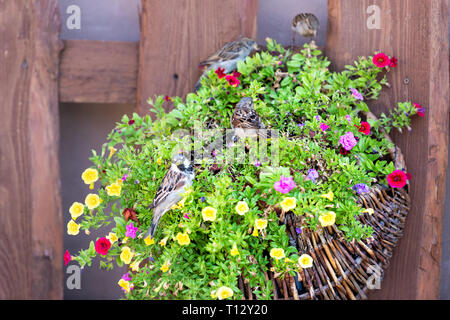 Süße spatz Vögel auf Blumentopf im Garten in der Altstadt Marktplatz in Warschau, Polen closeup von Tür wand Blätter essen Stockfoto