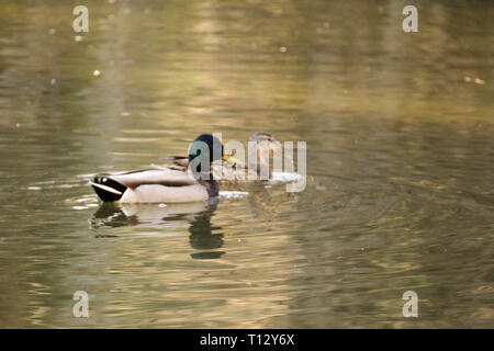 Mallard-Entenpaar im Alderwood Park in Surrey, British Columbia, Kanada Stockfoto