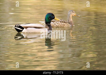 Mallard-Entenpaar im Alderwood Park in Surrey, British Columbia, Kanada Stockfoto