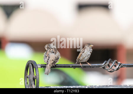 Zwei Haussperling Vögel Paar auf dem Geländer in der Altstadt von Warschau, Polen closeup mit bokeh Hintergrund Federn putzen Stockfoto