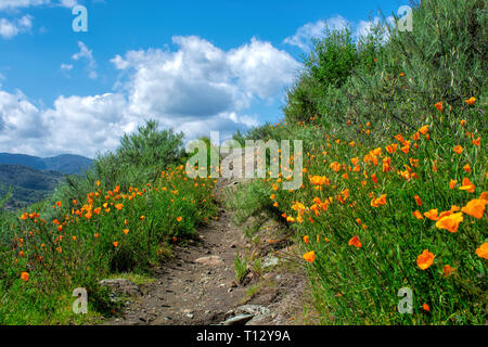 Schönen Kalifornien Mohn Blumen auf bergauf Wanderweg in Antelope Valley California Poppy finden Stockfoto