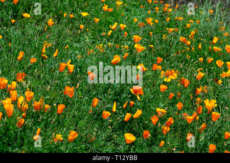 Bereich der Kalifornischen Mohn, die offizielle Blume von Kalifornien, in einem super Blüte. Auffällige becherförmigen Blüten in leuchtenden Farben orange und gelb Stockfoto