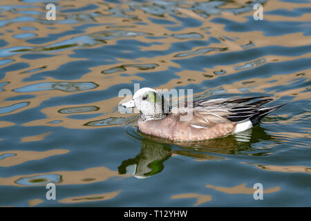 Amerikanische Pfeifente (Mareca americana) in Albuquerque, New Mexico Stockfoto