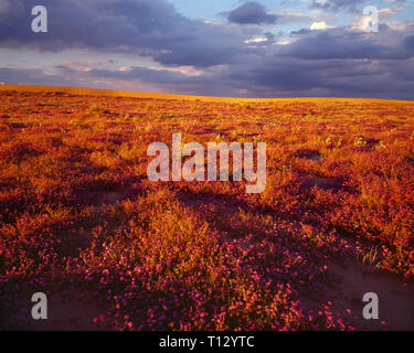 USA, Kalifornien, North Bucureasa Dünen Wüste, Sonnenuntergang auf Wüstensand Eisenkraut und Dune Nachtkerze wachsenden am Rande der Dünen. Stockfoto