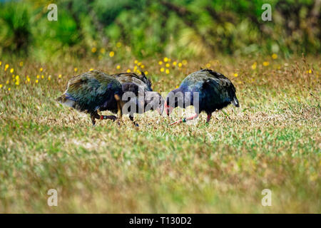 South Island Takahe nach Fütterung Küken auf Tiritiri Matangi Island Open Nature Reserve, Neuseeland. Stockfoto