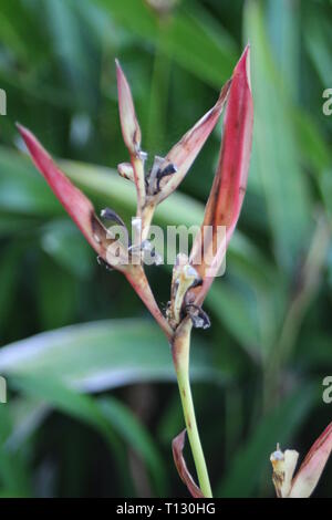 Müde Heliconia Stockfoto
