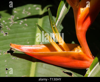Orange tropische Blume Nahaufnahme Stockfoto