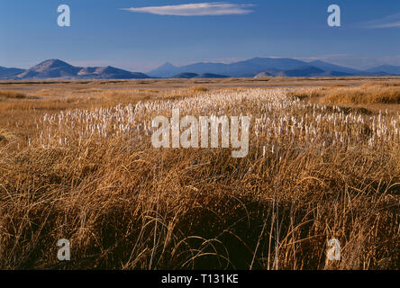 USA, Kalifornien, untere Klamath National Wildlife Refuge, Herbst farbige Broad leaved Rohrkolben und anderen Wasserpflanzen in der Nähe von Lower Klamath See. Stockfoto