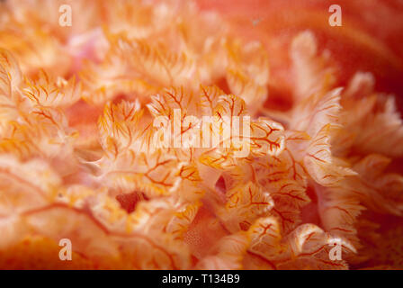 Spanische Tänzerin Nacktschnecken, Hexabranchus sanguineus, während Nght Tauchen, Nudi Falls Tauchplatz, der Lembeh Straße, Sulawesi, Indonesien Stockfoto